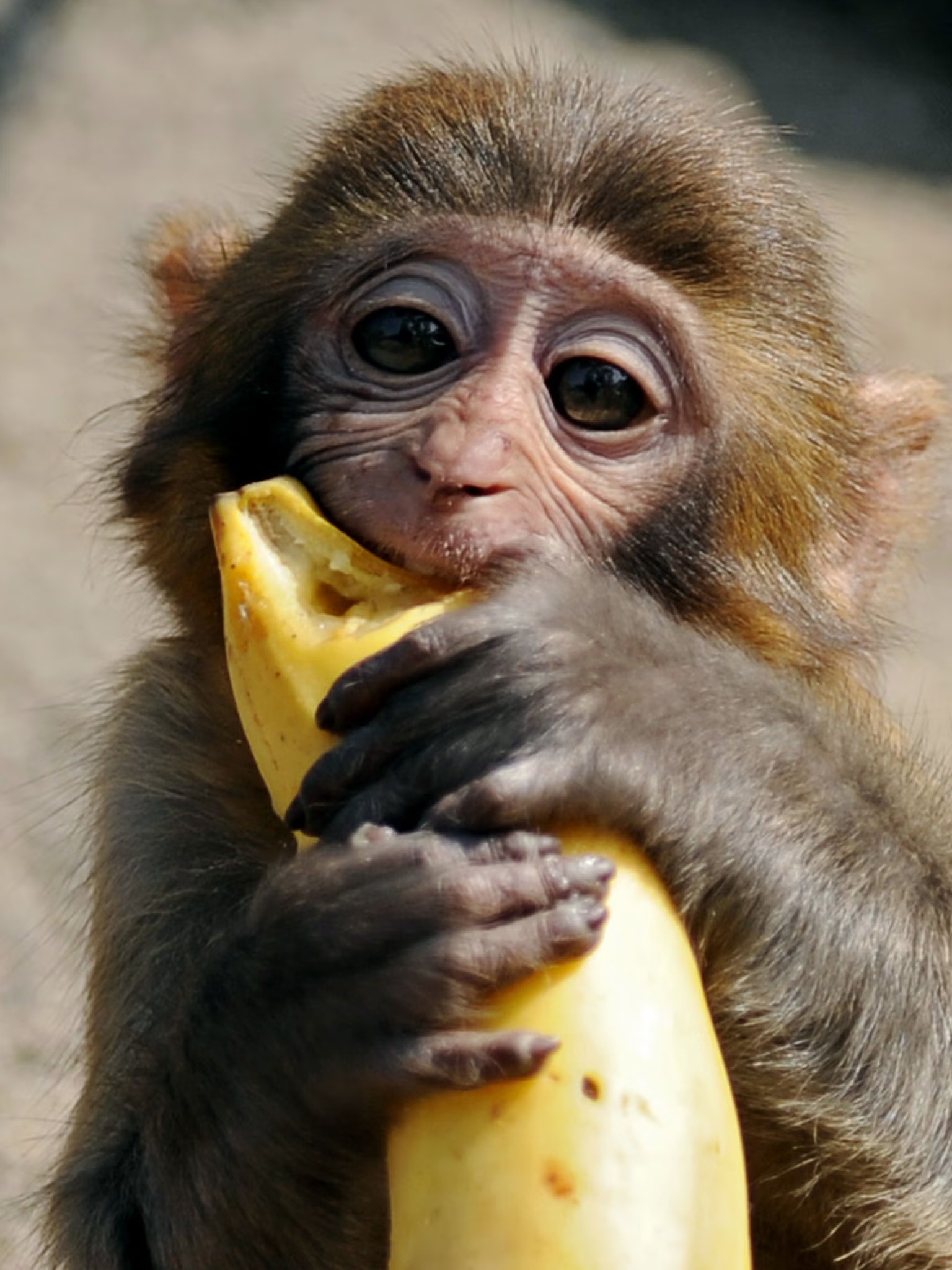 Big Banana