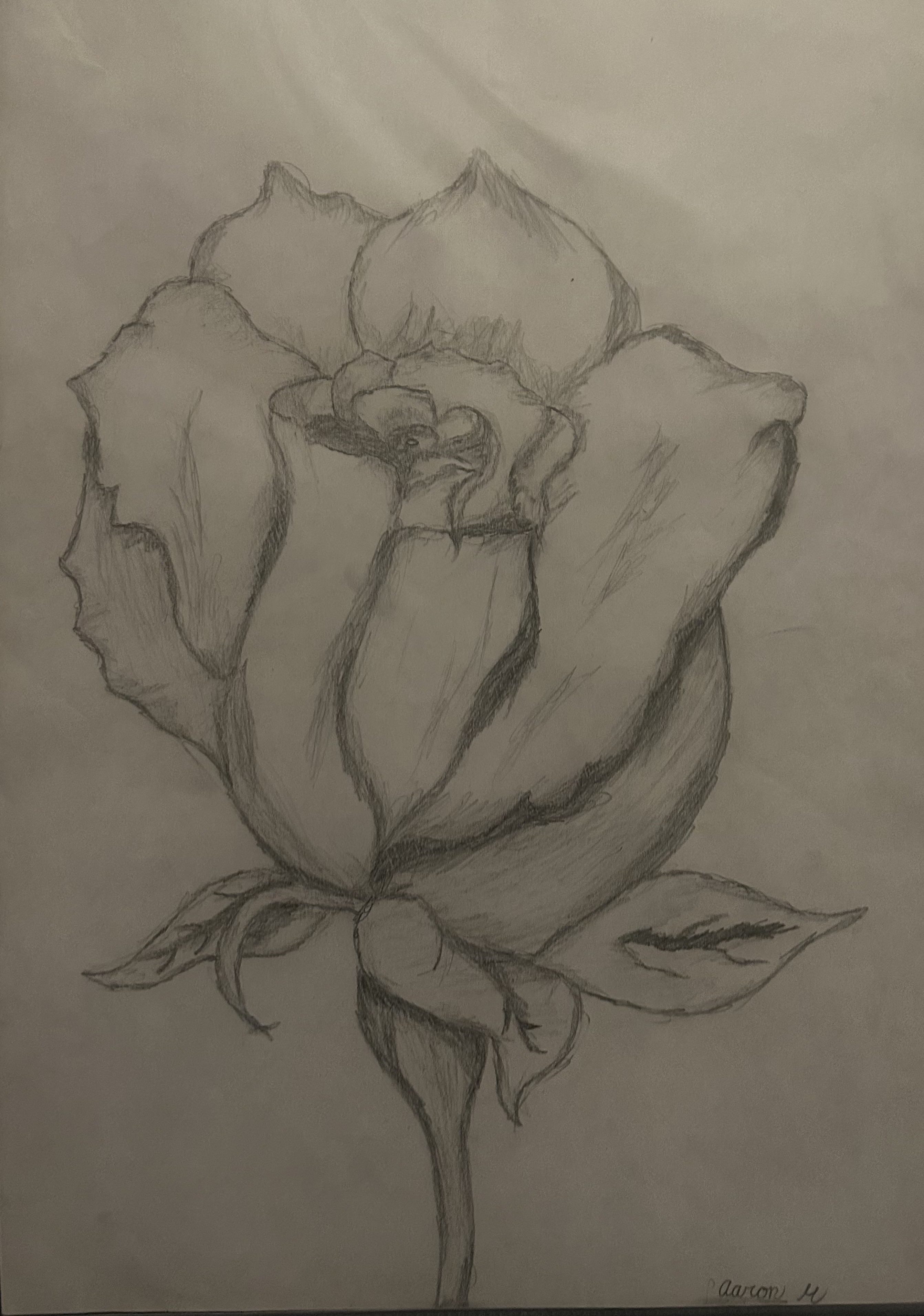 Pencil Rose Art