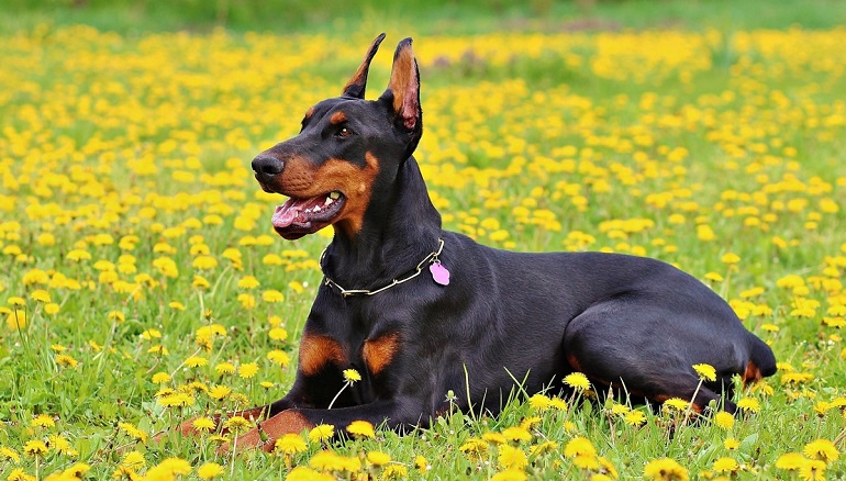 Best of Dogs