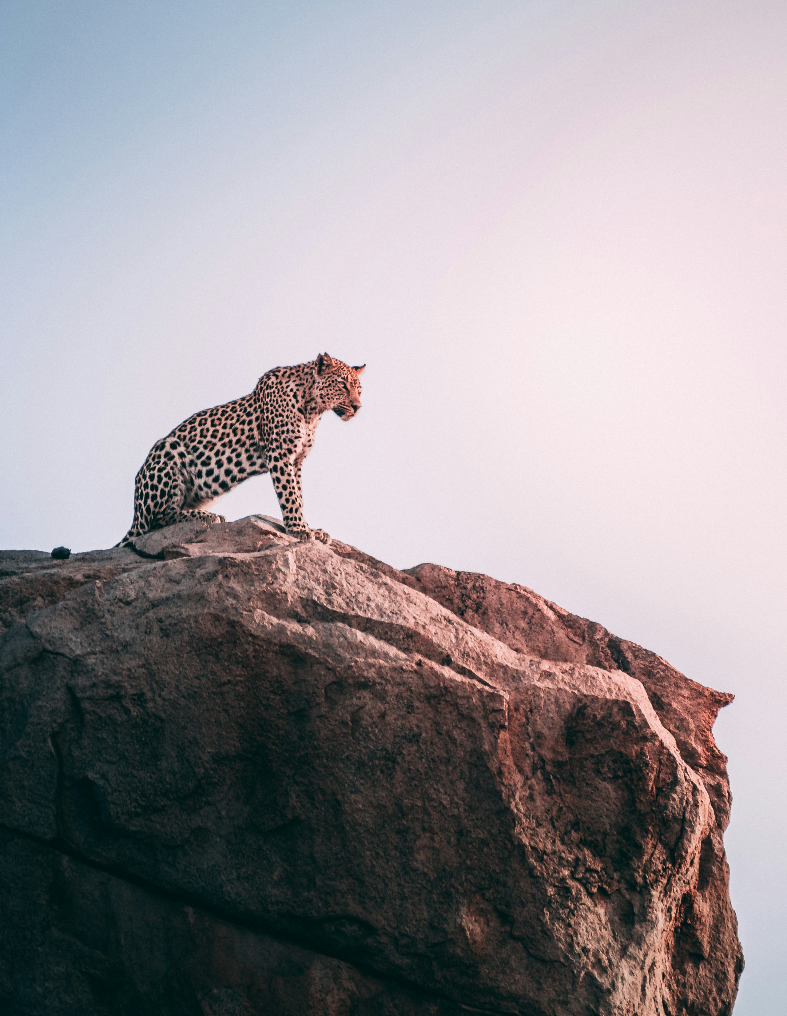 Leopard transport 