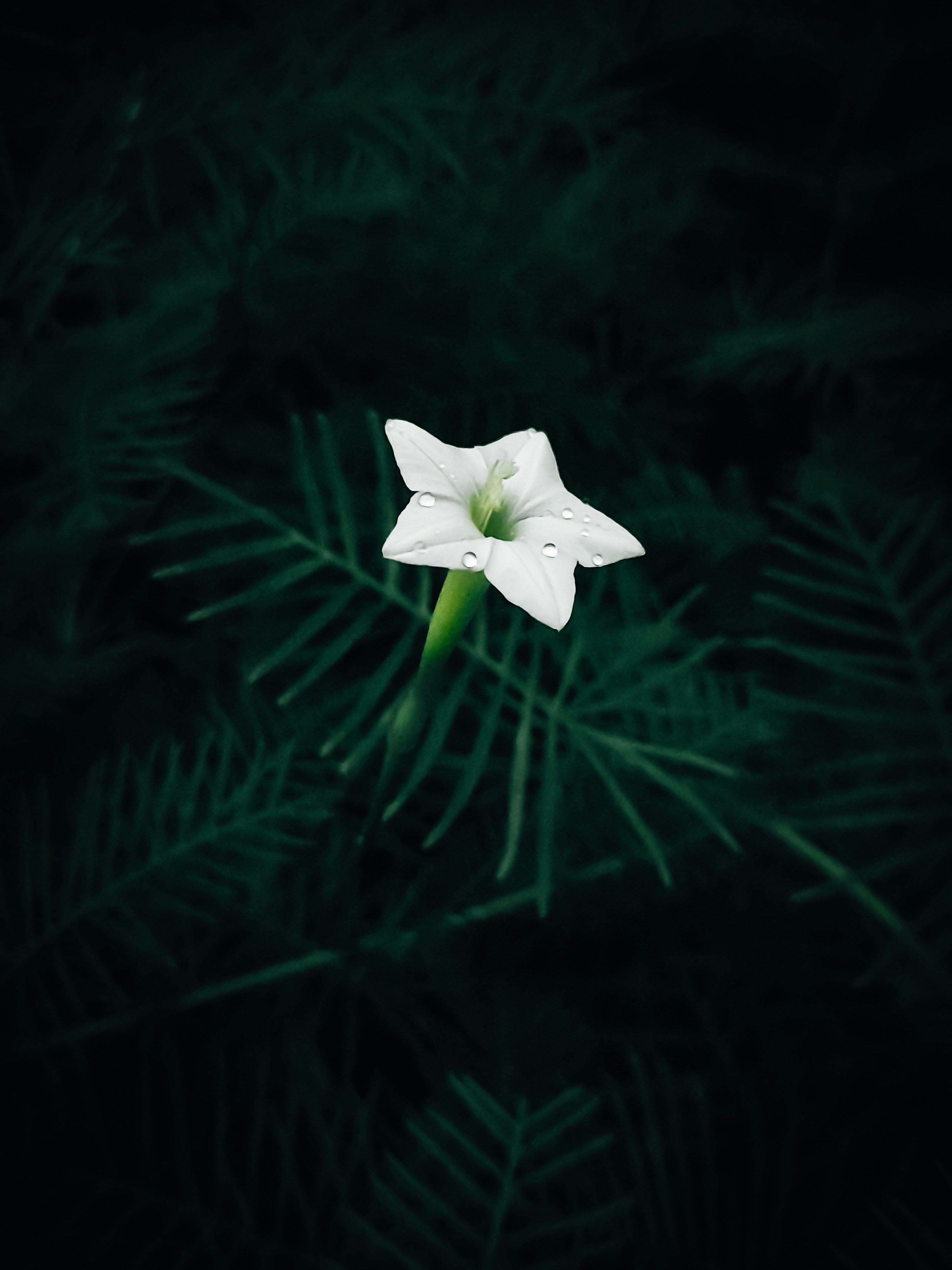 Green Life & White Mind