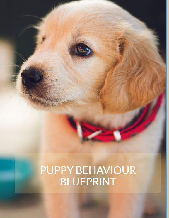 Puppy Behaviour Blueprint
