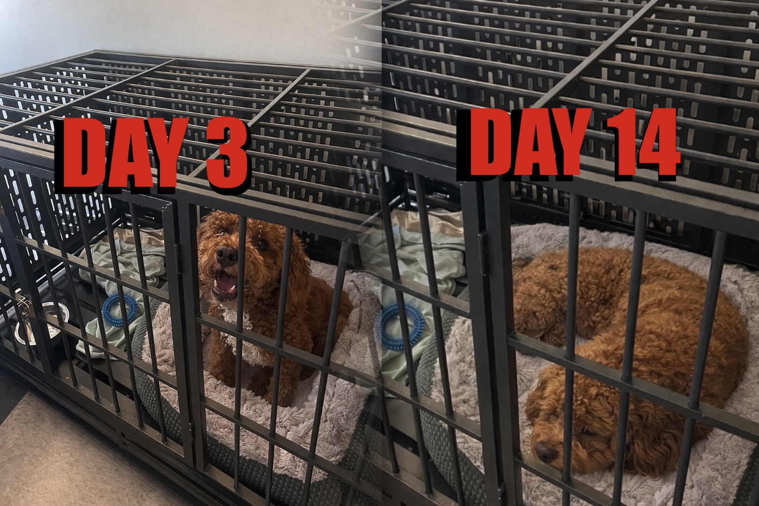 Quiet Crate Training