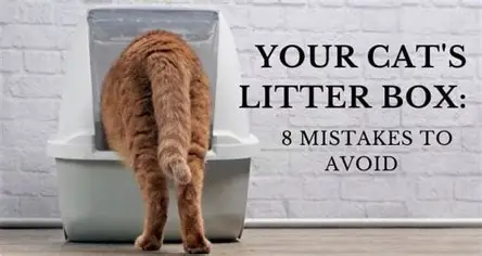 The First-Month Litter Box Success Guide