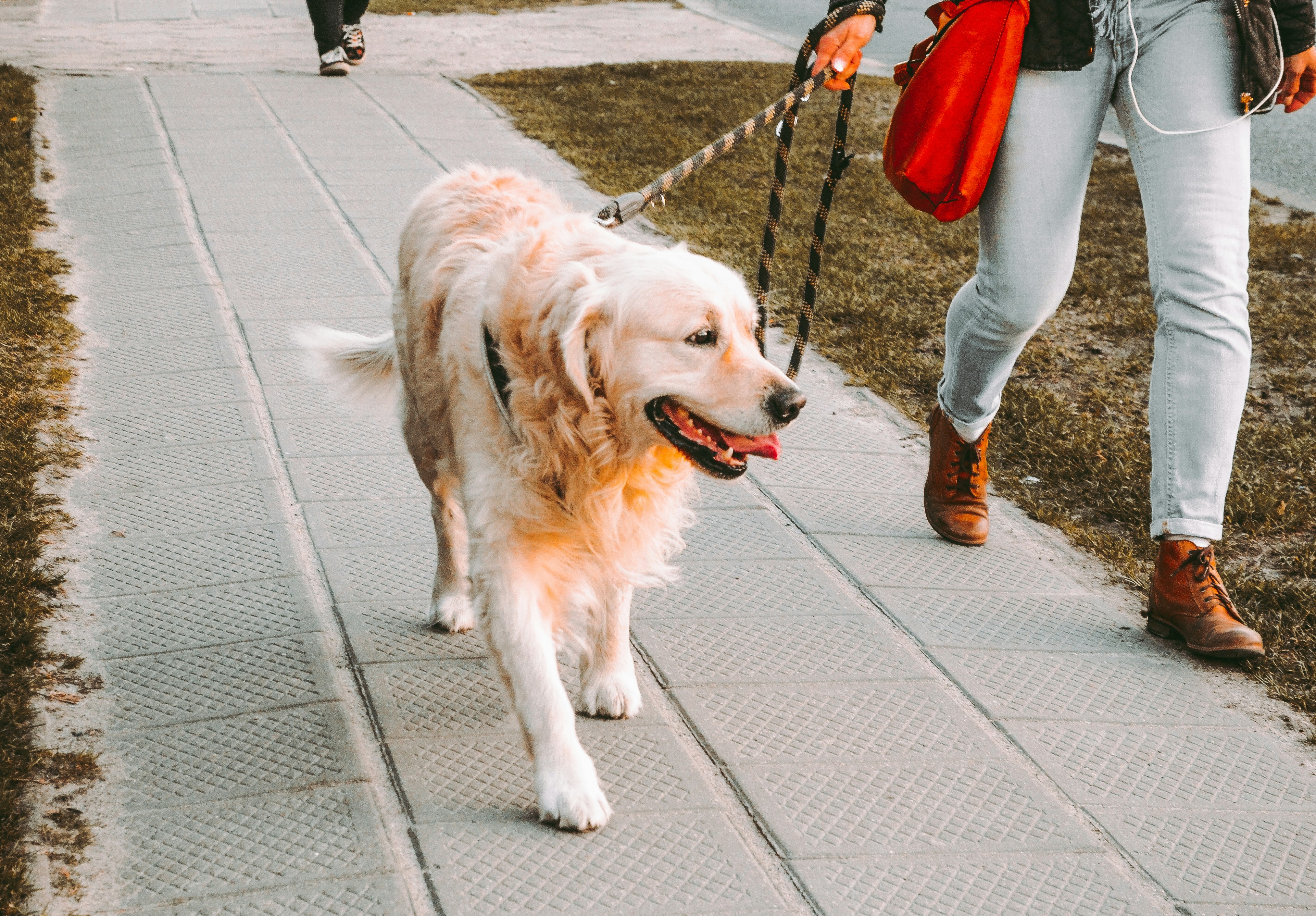 Calm Canine Walks