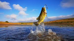 Bass Fishing