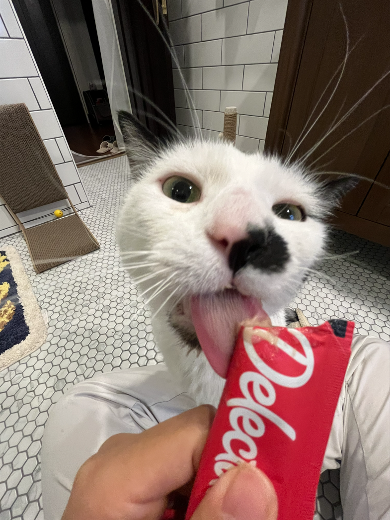 1-Hr Quality Cat Sitting