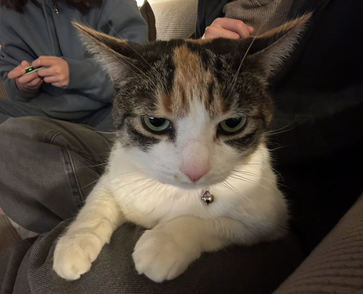 30-Min Cat Check Up and Maintenance