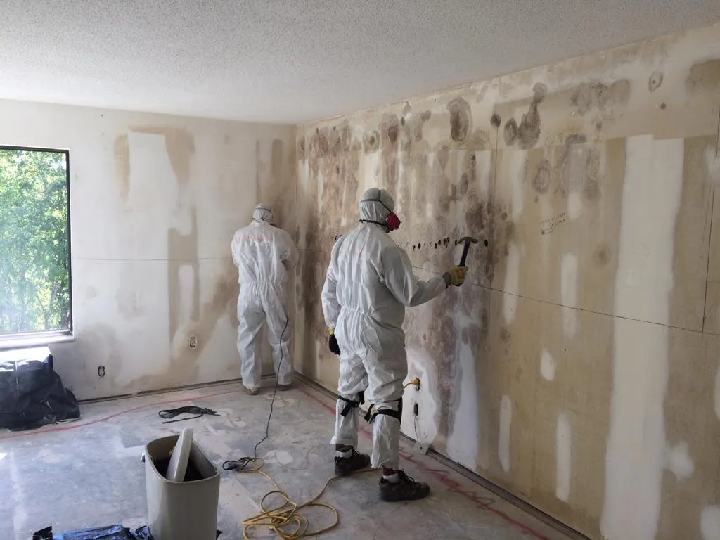 MOLD REMEDIATION
