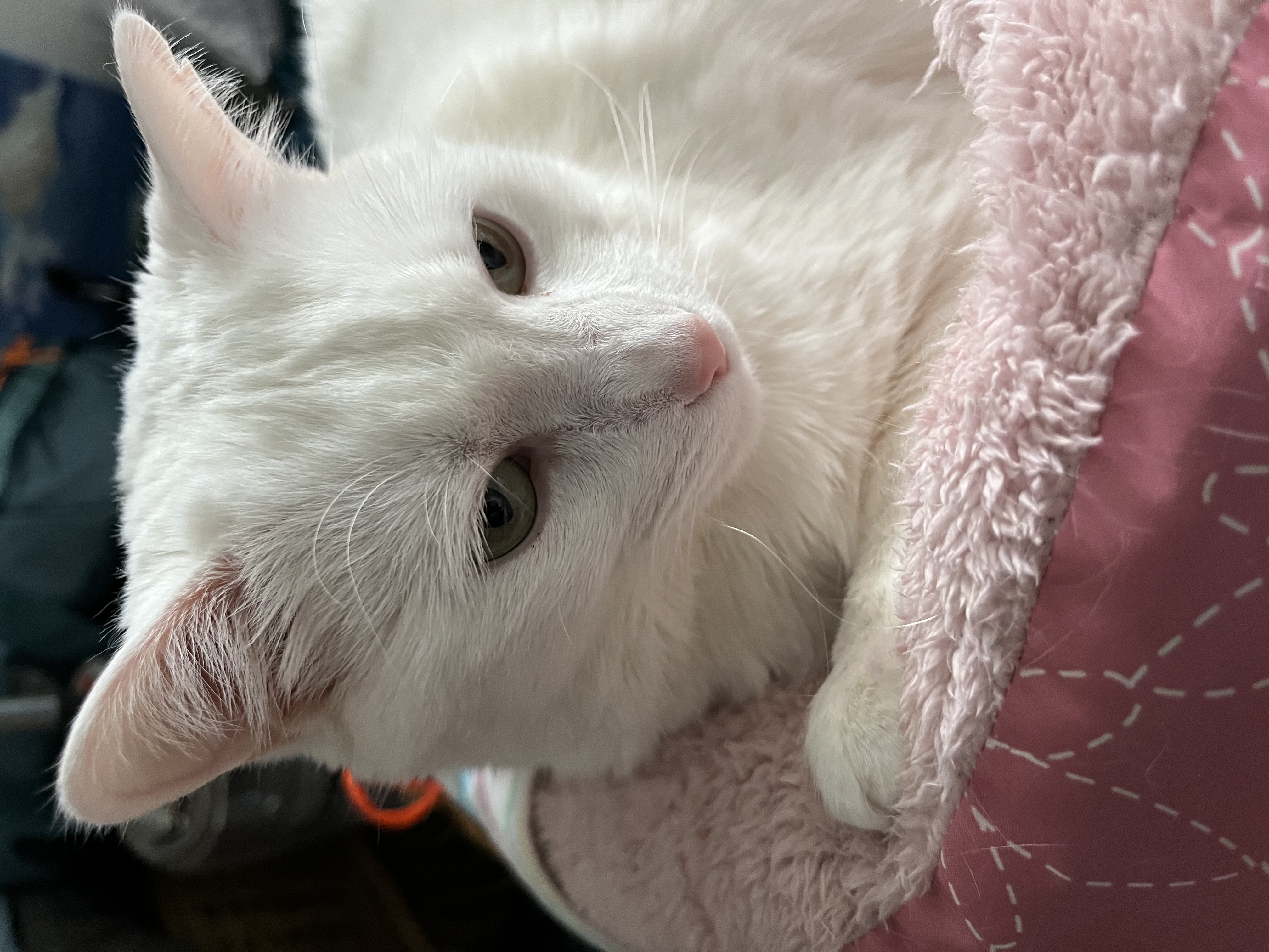 Pawsome Cat Lady of PetWorth 