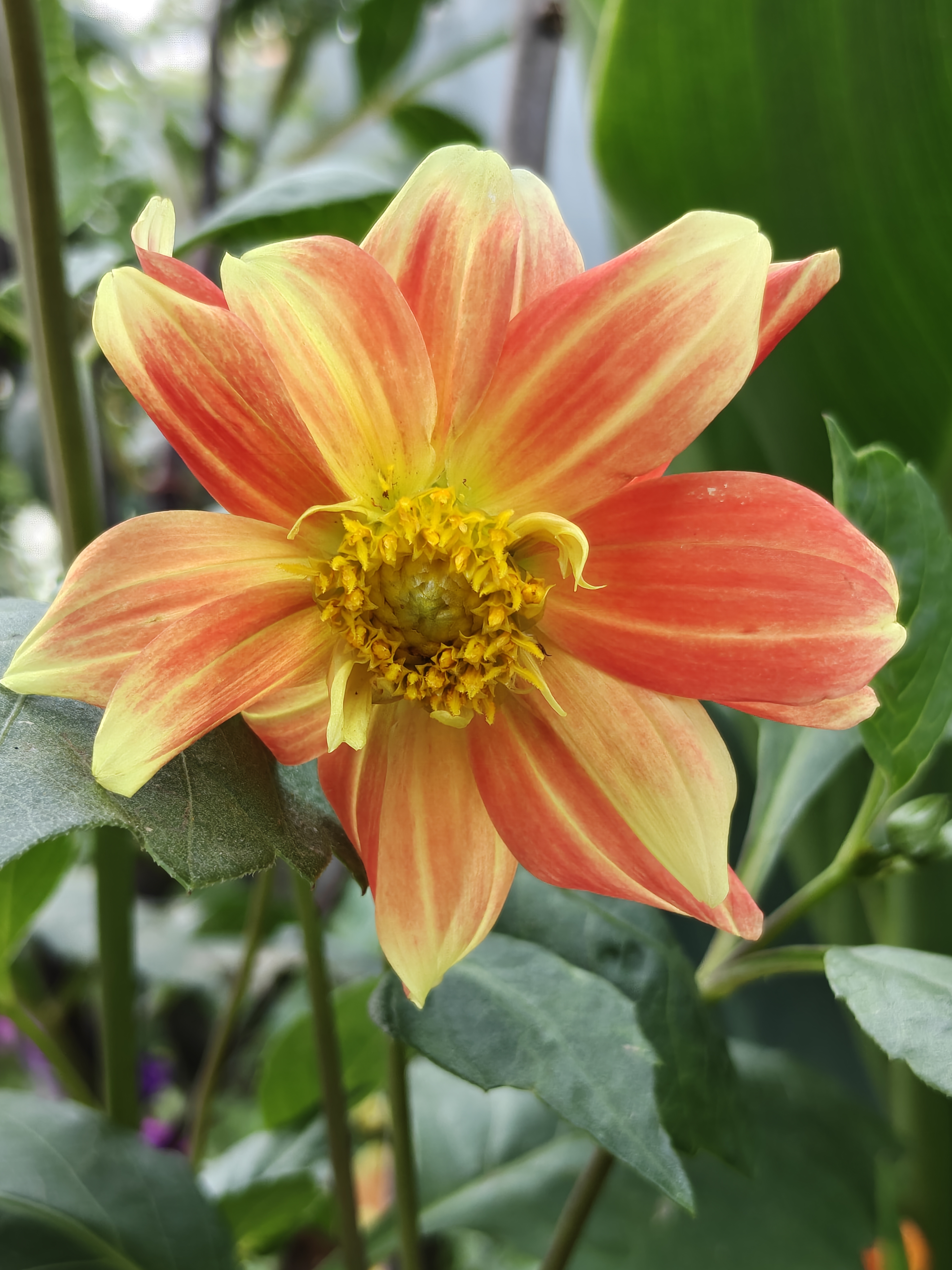 Sun-Kissed Petals