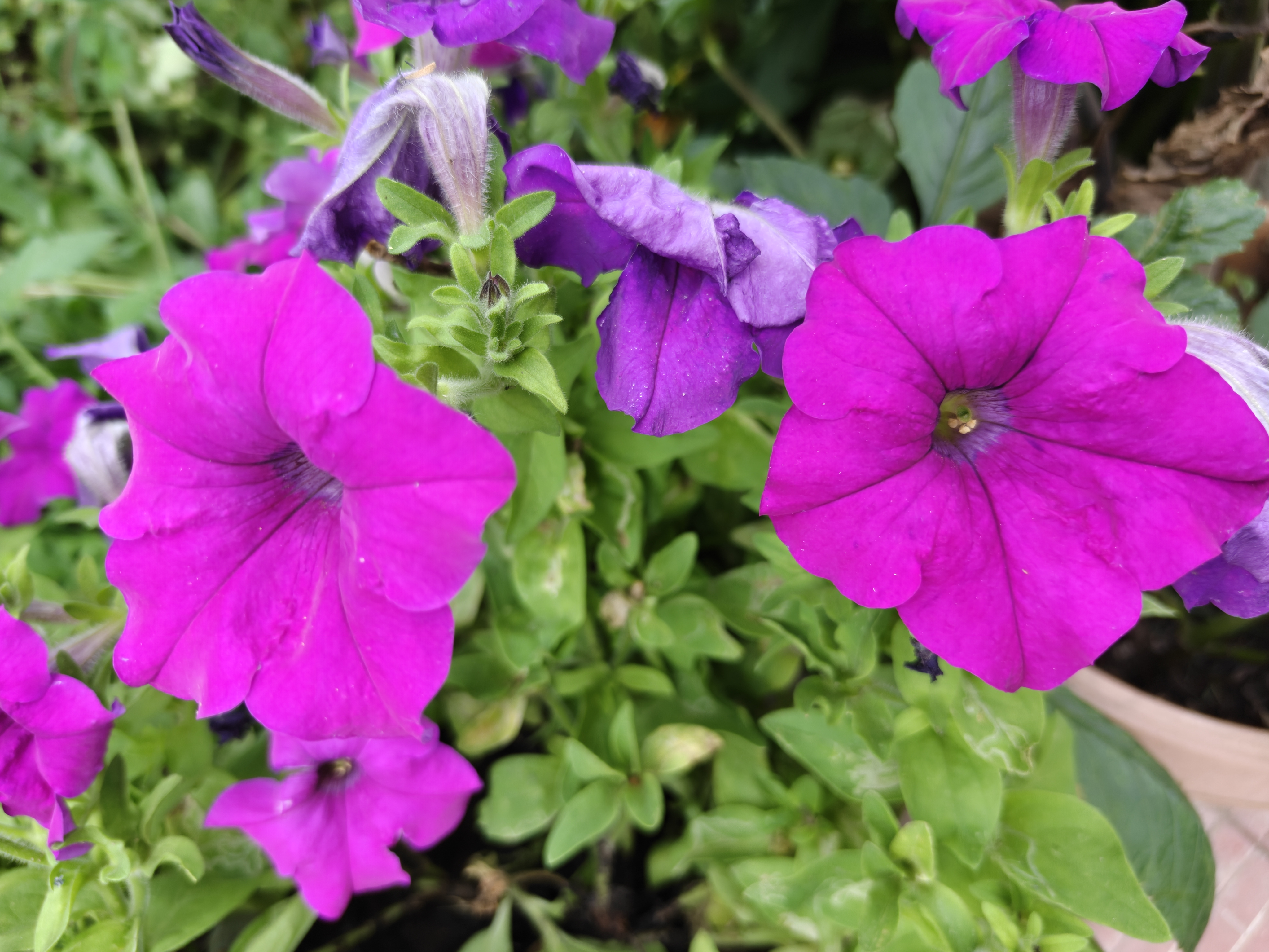 Velvet Petal Radiance