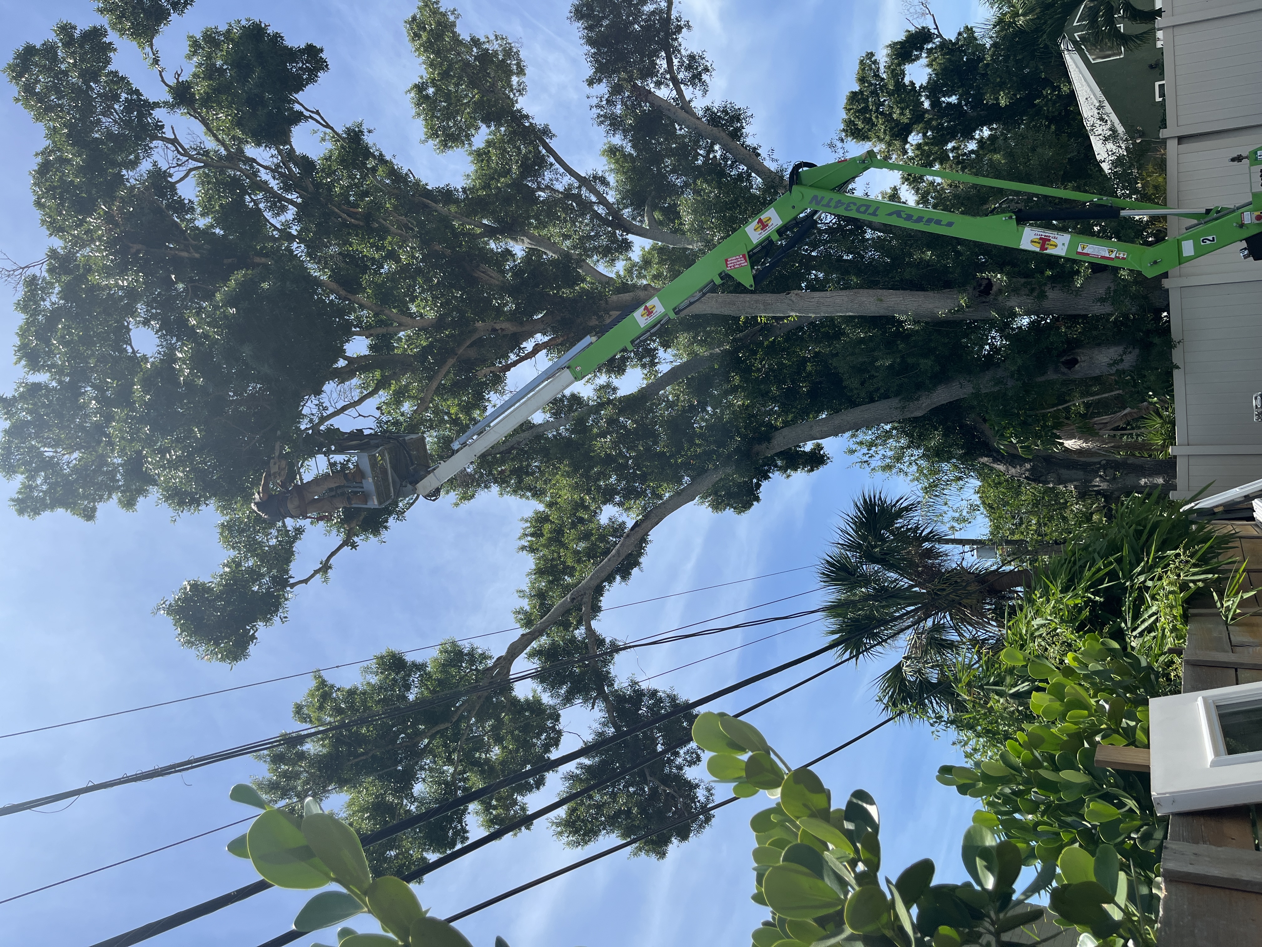 Tree Trimming, from $425