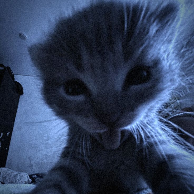 eryxzzz
