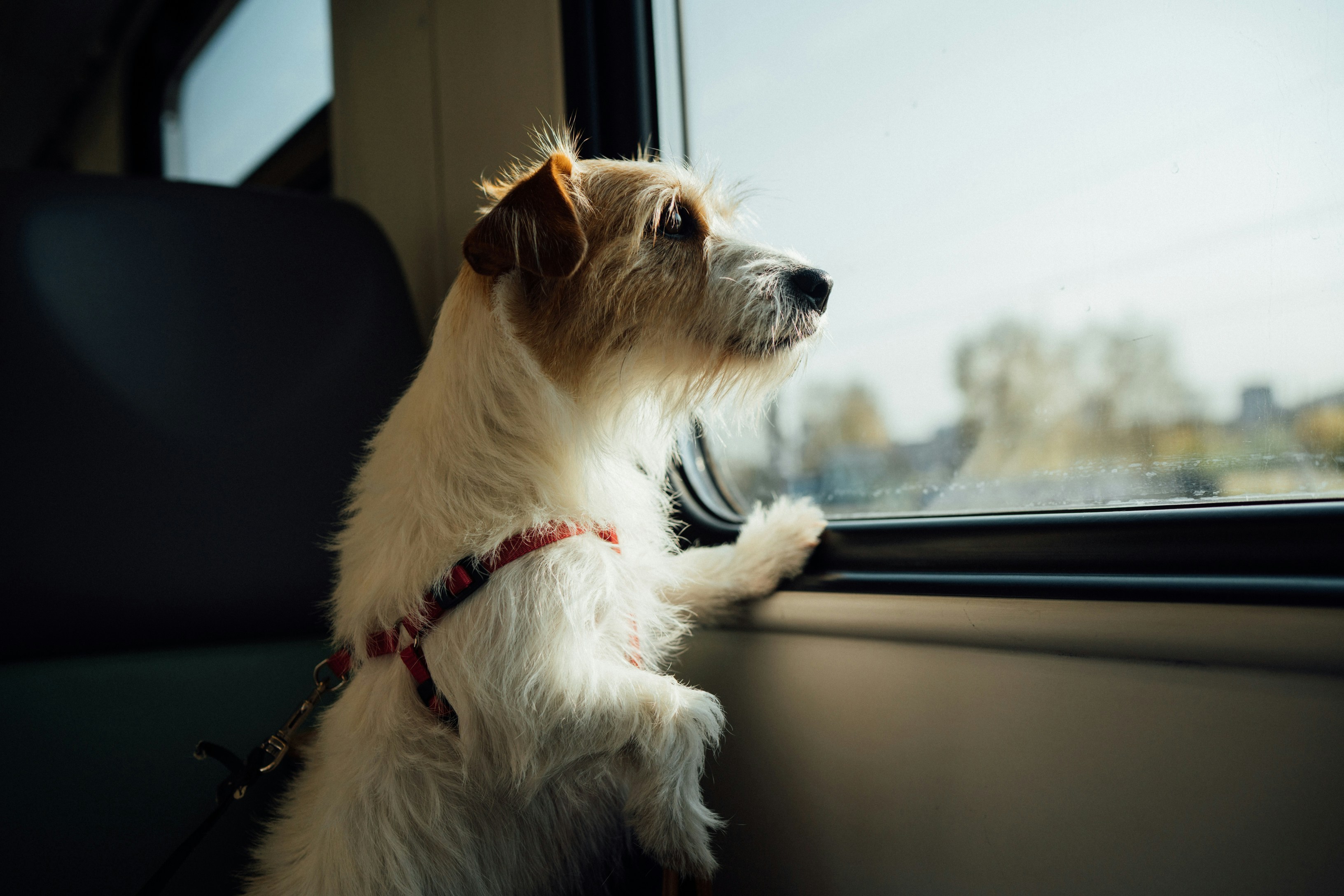Travel Kit for Anxious Pets