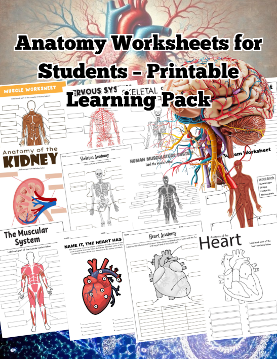 Human Anatomy Worksheets –  Printable Pages for Students (Easy Study Pack)