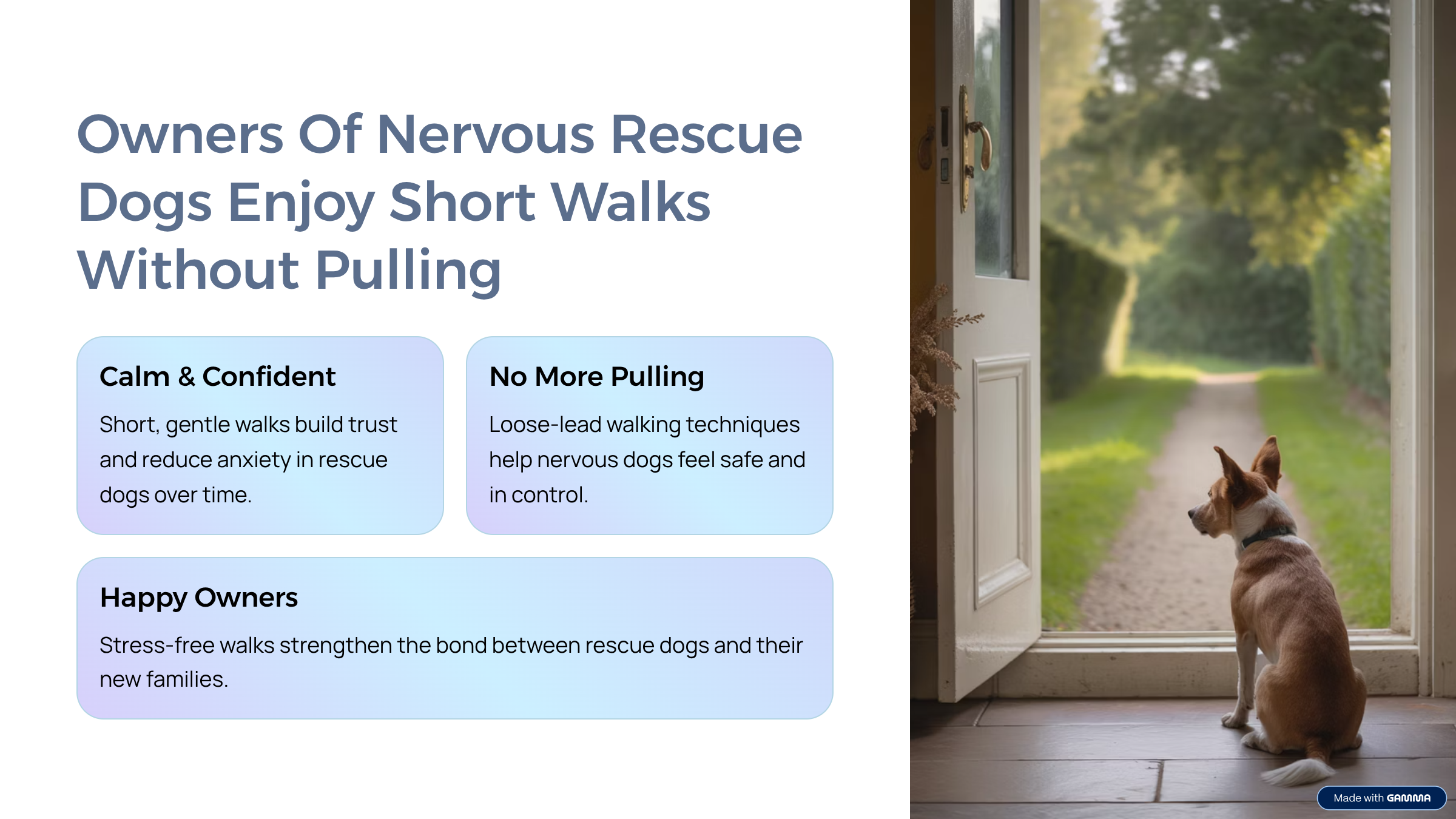 Owners Of Nervous Rescue Dogs Enjoy Short Walks Without Pulling