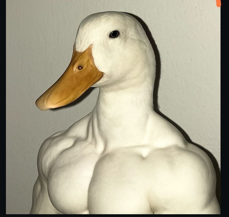 VIRL