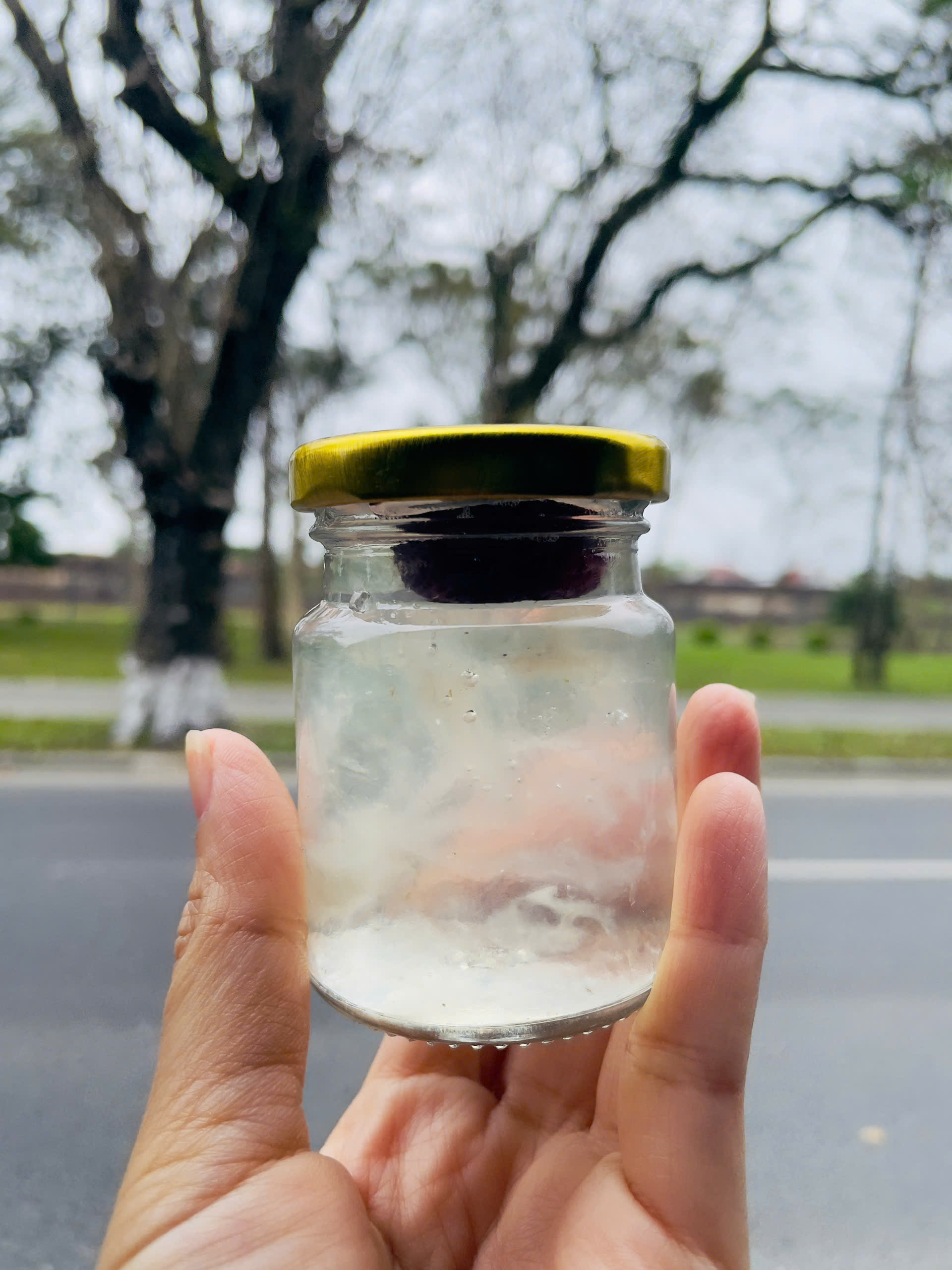 Yến chưng Táo Đỏ