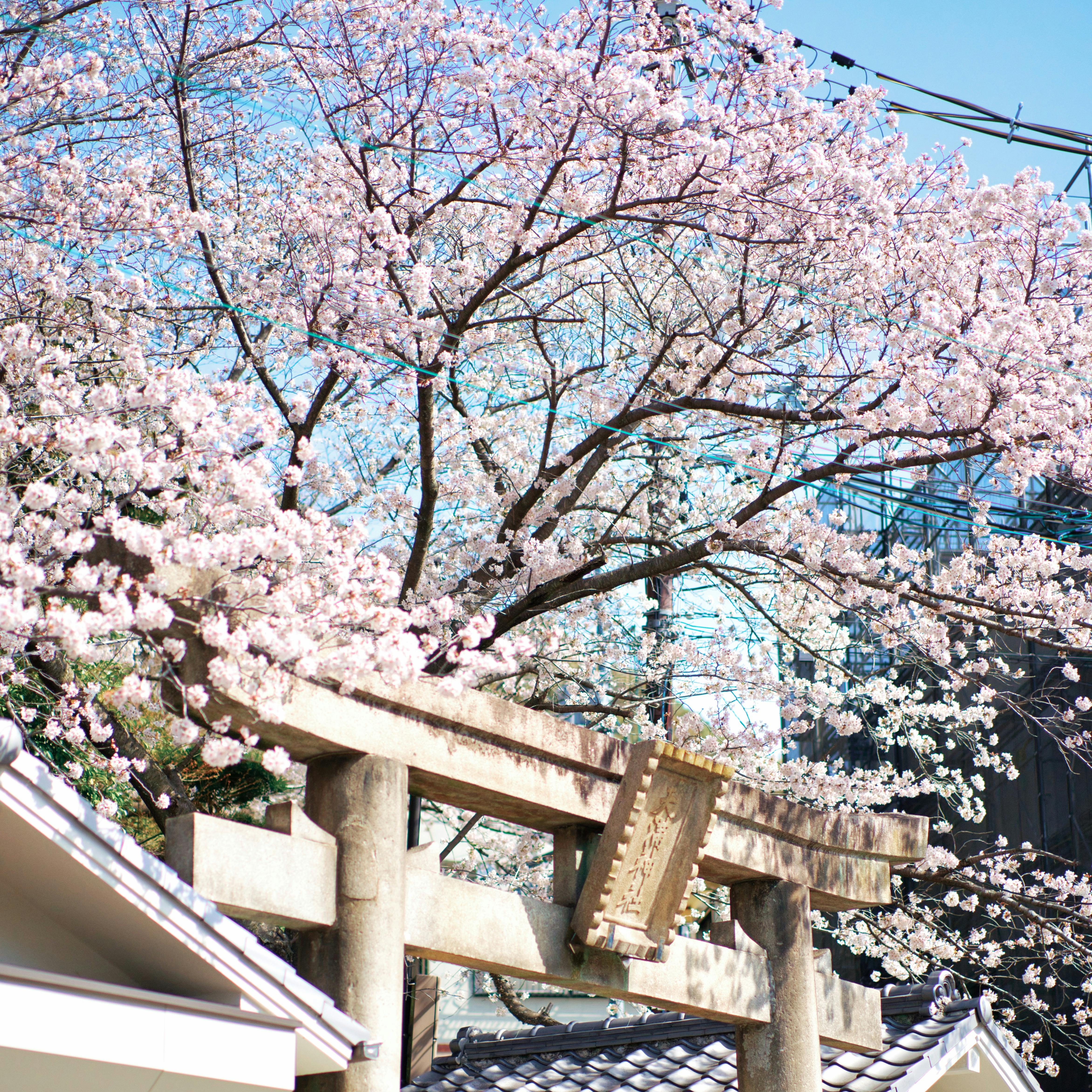 The Japanese Better Self Bundle