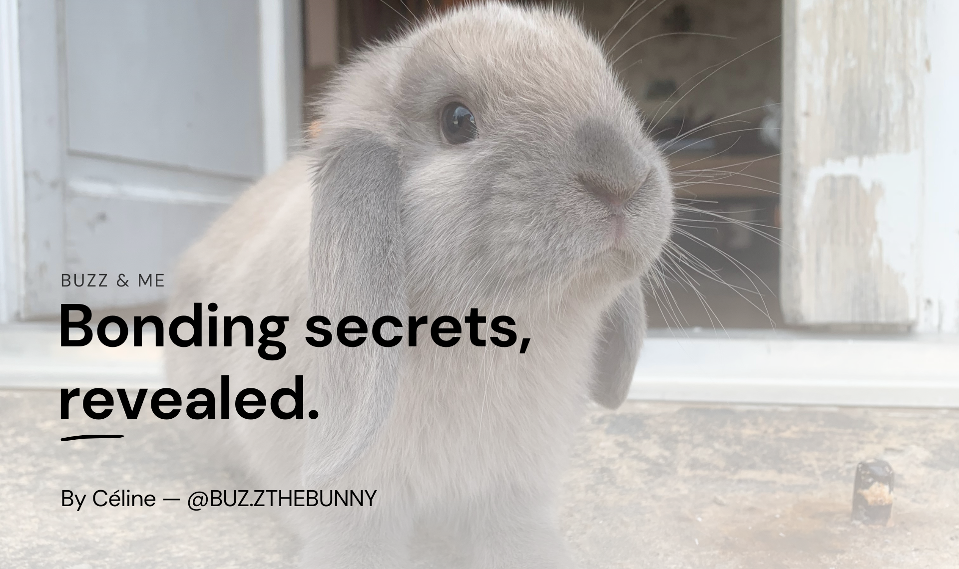 Bunny Bonding Secrets, revealed.