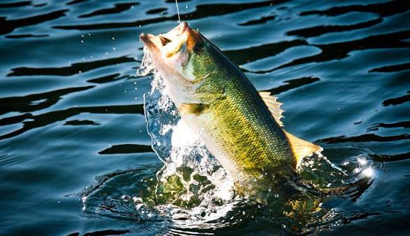 Bass fishing knowledge 