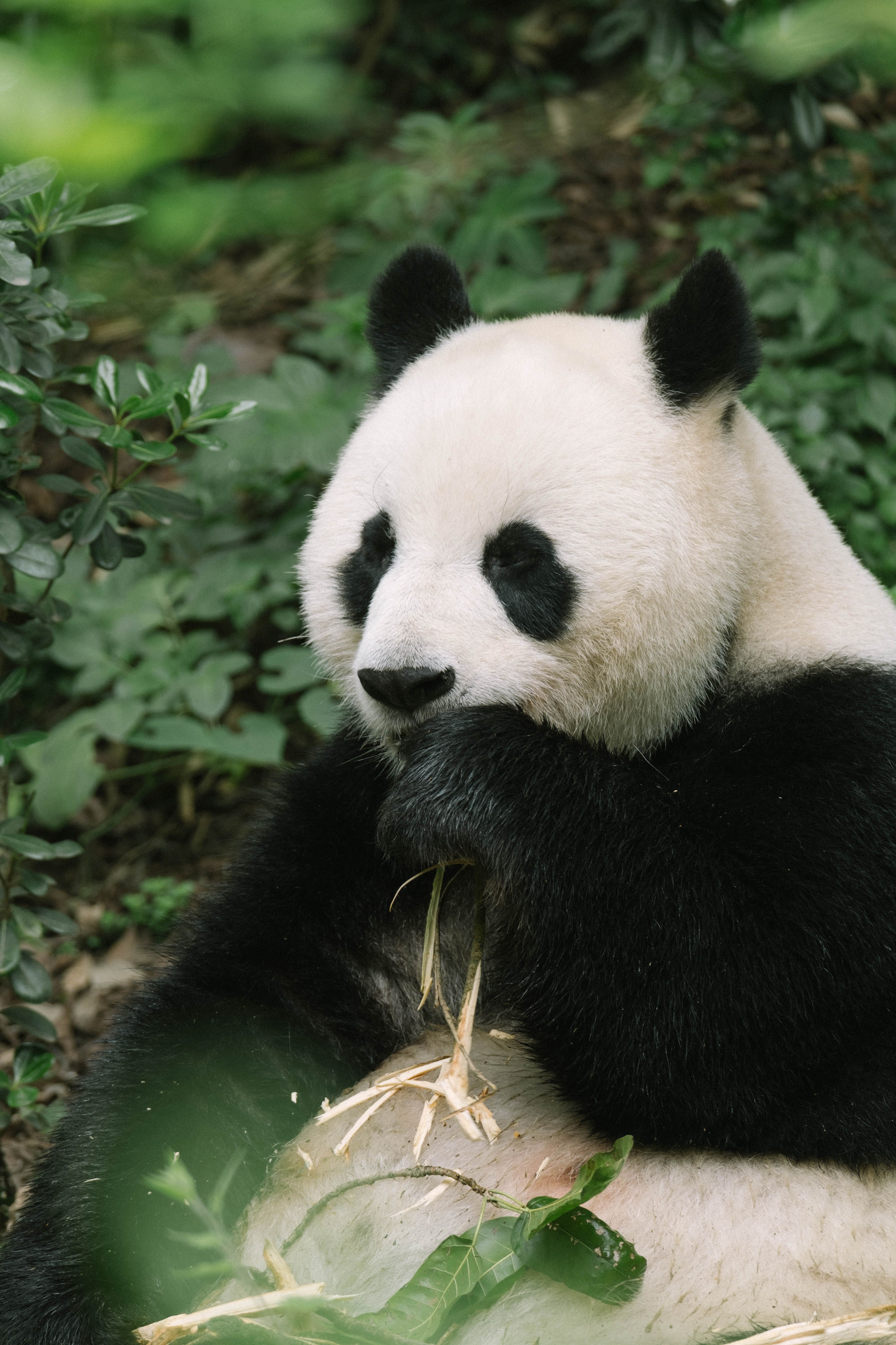 Adorable Giant Panda of the Misty Bamboo Forest