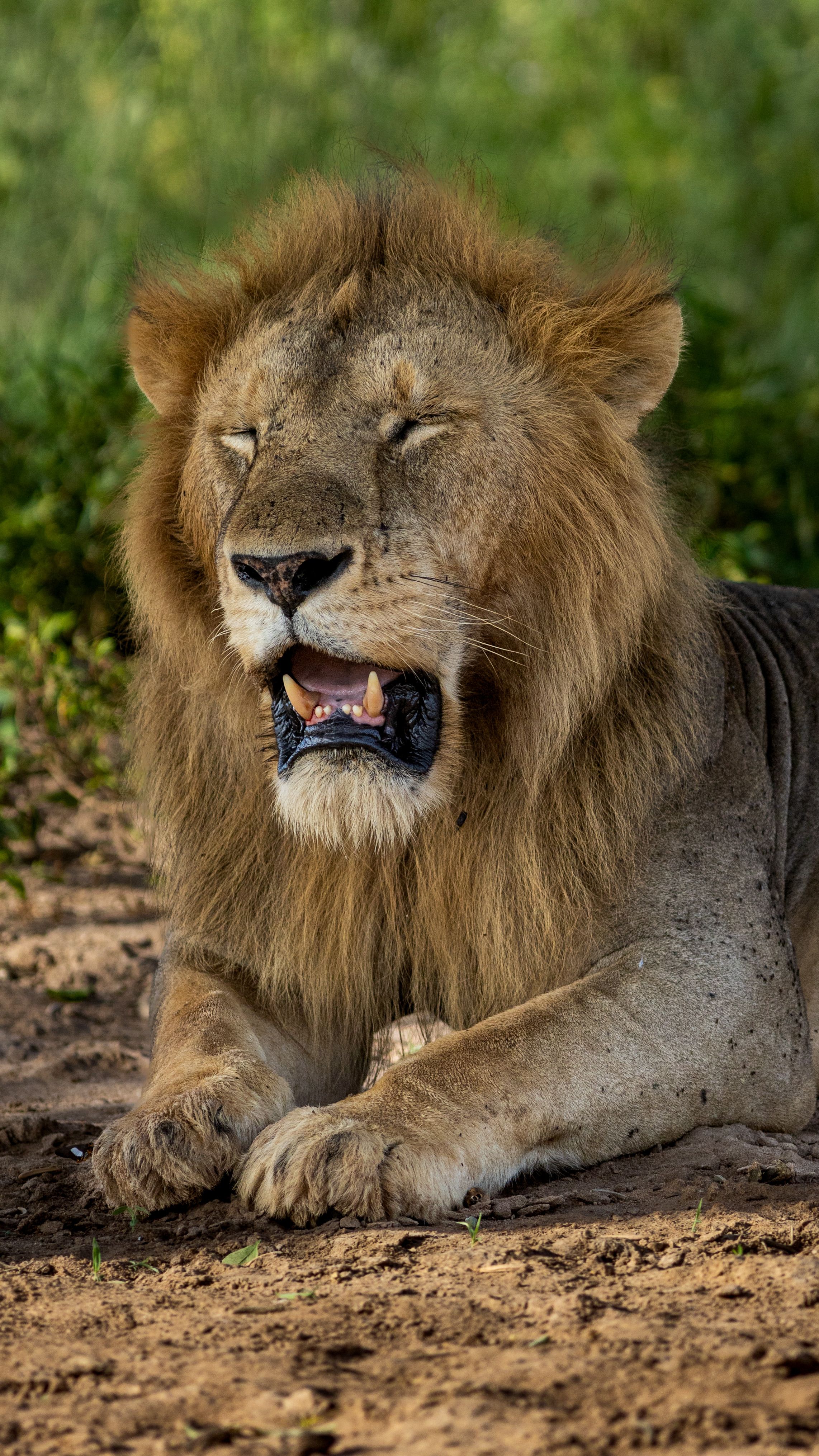 Majestic King of the African Savannah