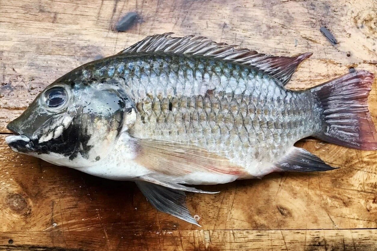 Alien Species in Thailand (Fish)