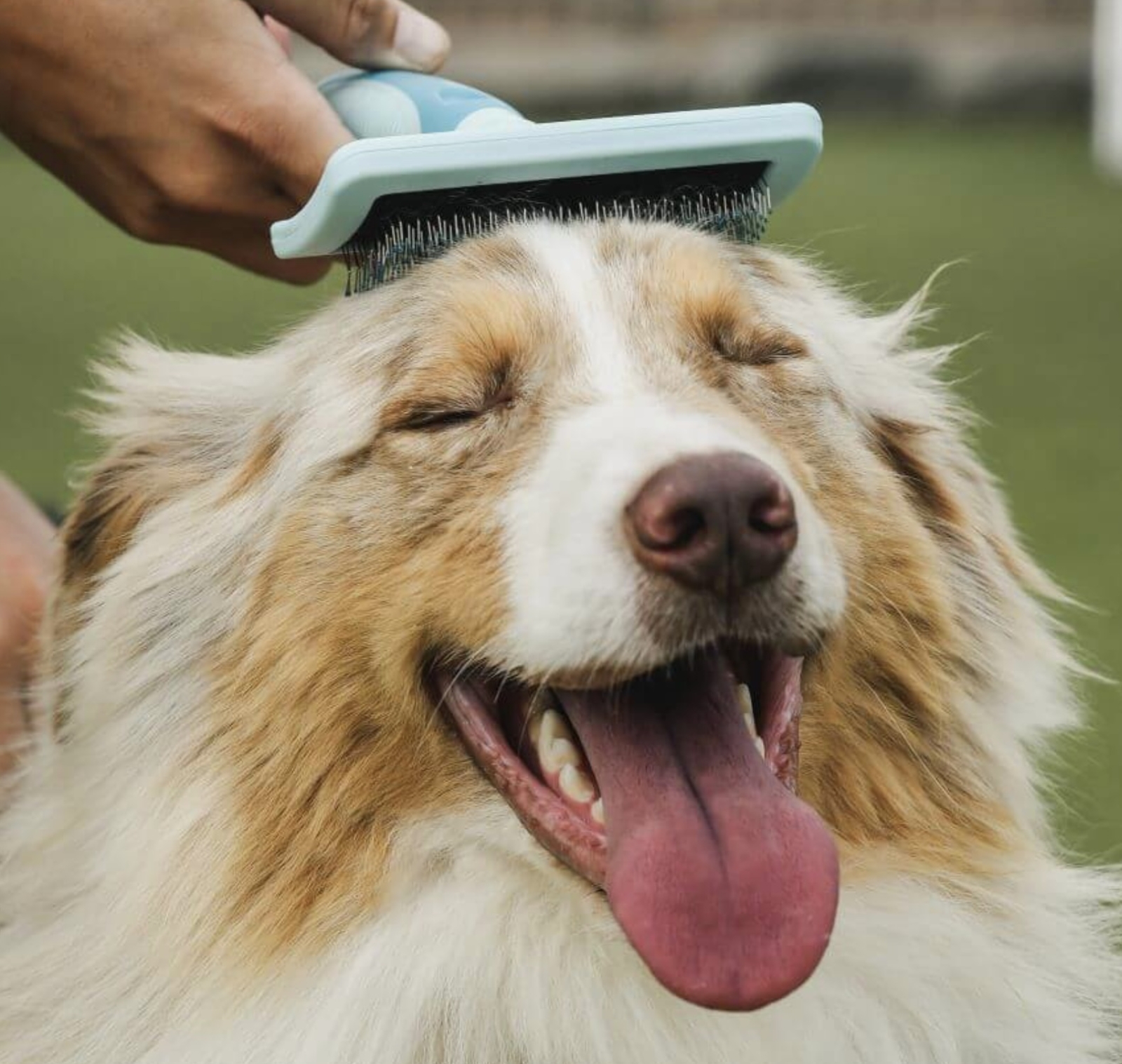 dog brush 