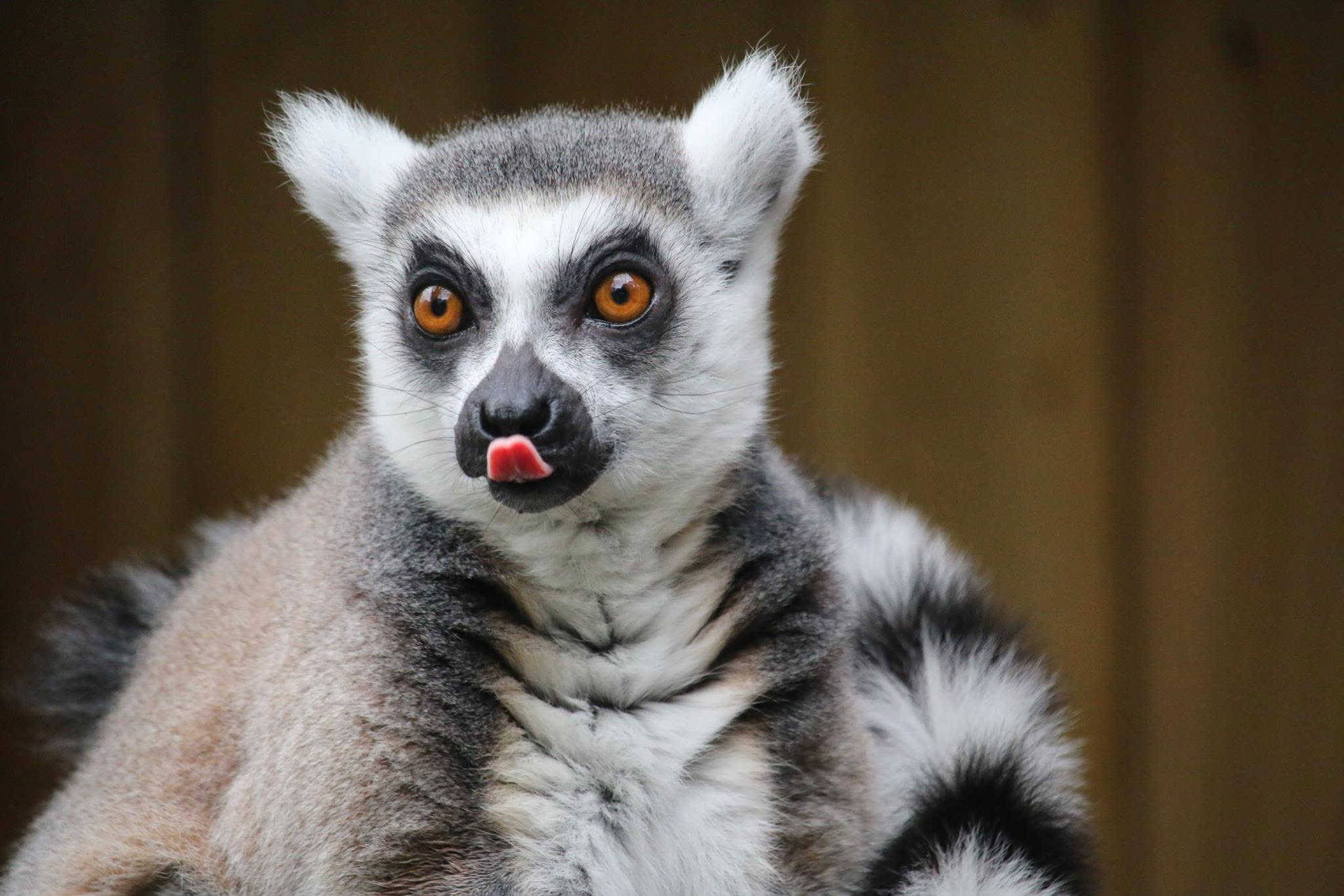 Ring-Tailed Lemur
