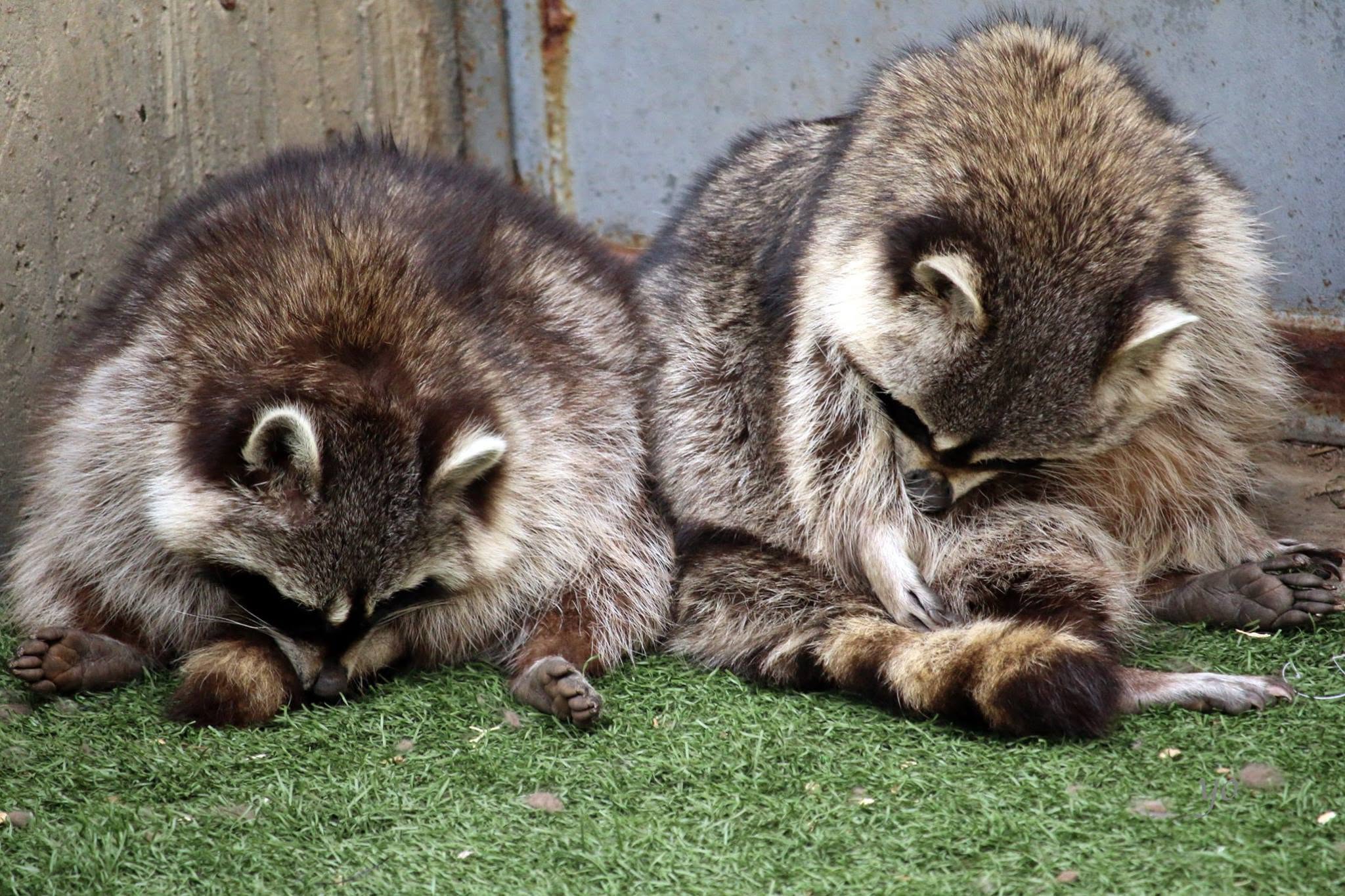 Raccoon