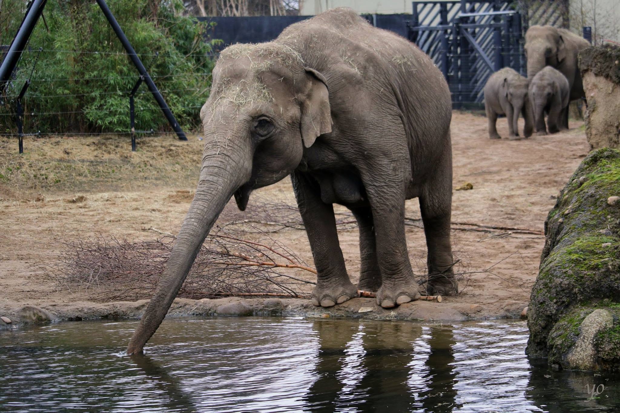 Funny Elephant Family