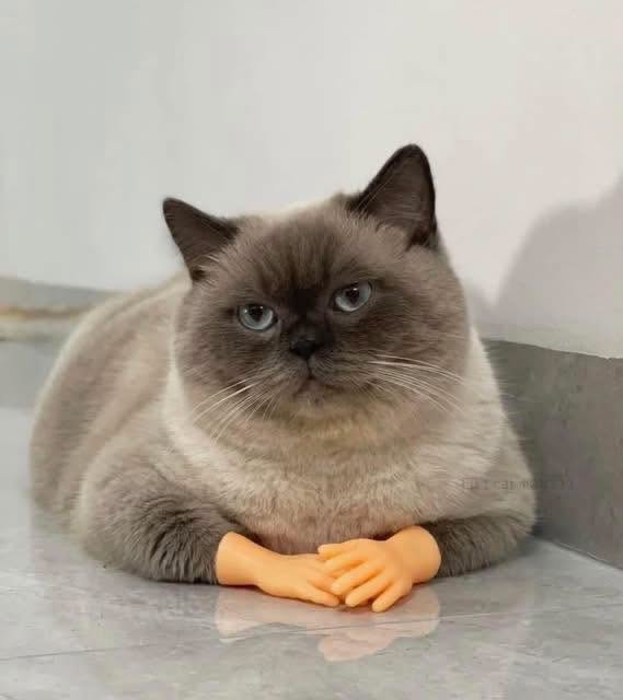 Cat-sultation