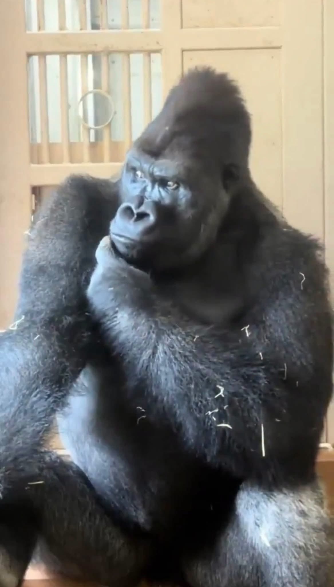 🦍 "Yeah, go ahead and smile, then go back to work tomorrow..."