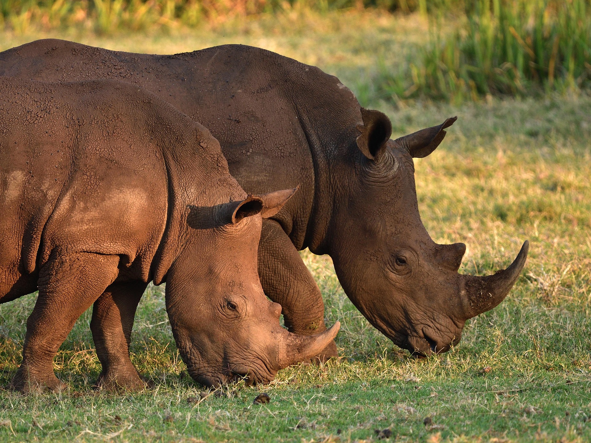 Goliath Africanus the Savannah Sentinel