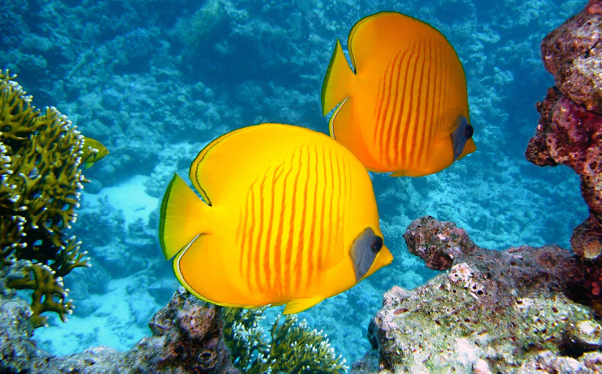 Zephyr the Golden Sentinel of the Coral Realm