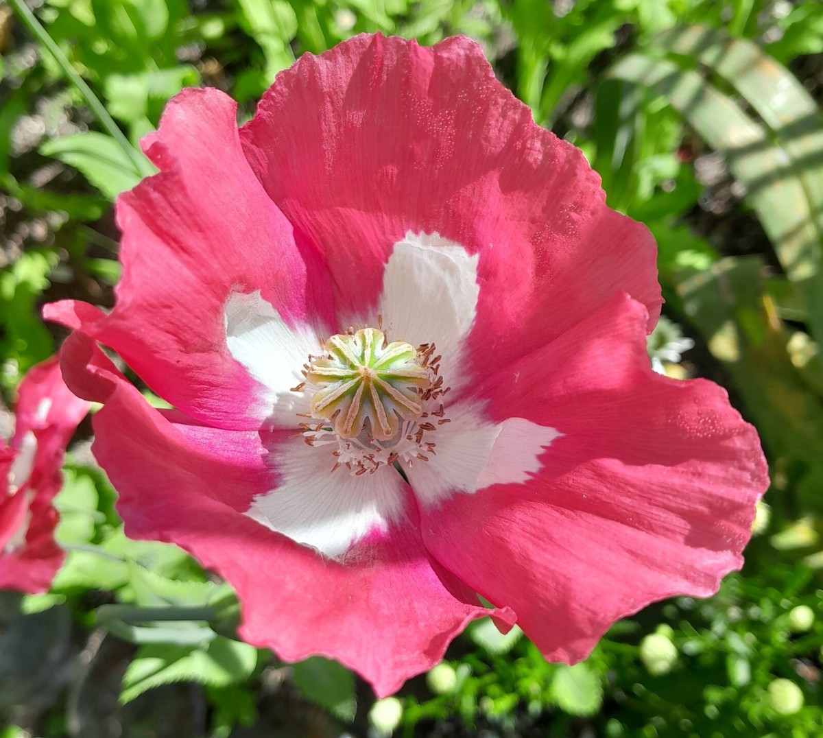 Afghan Kandahar Poppy Seeds — Heirloom Ornamental