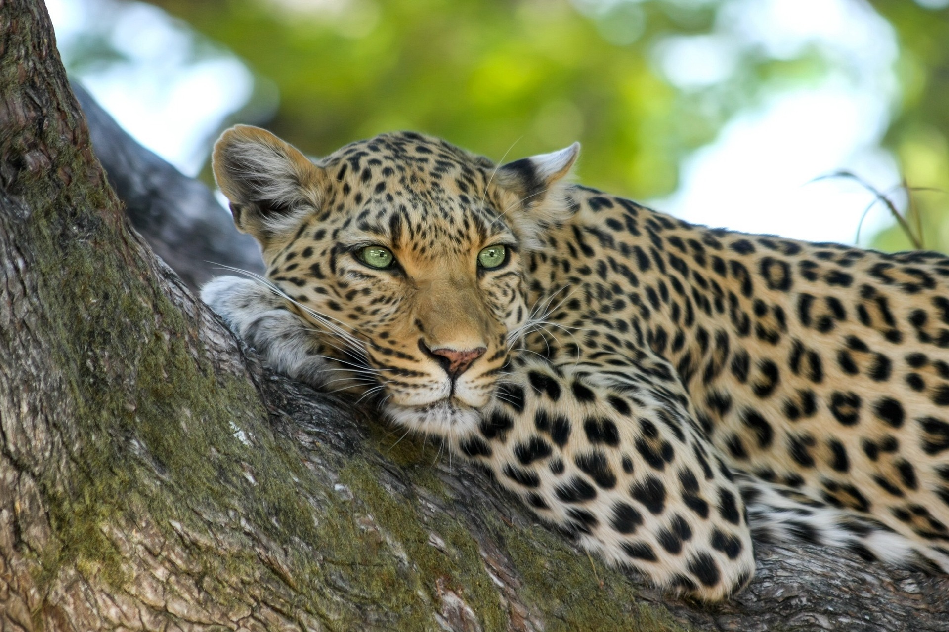The Elusive and Majestic African Leopard