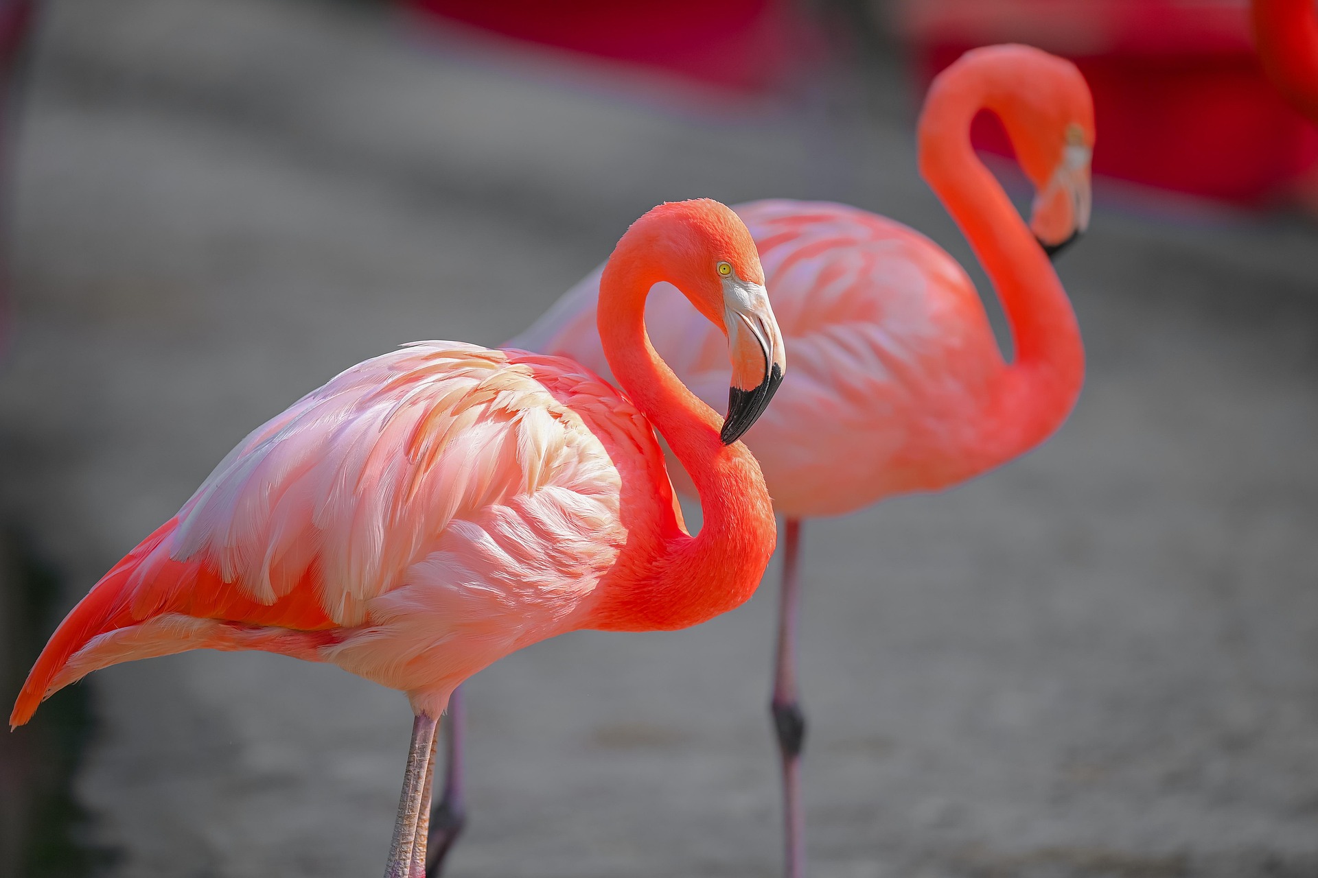 The Majestic Pink-Feathered American Flamingo