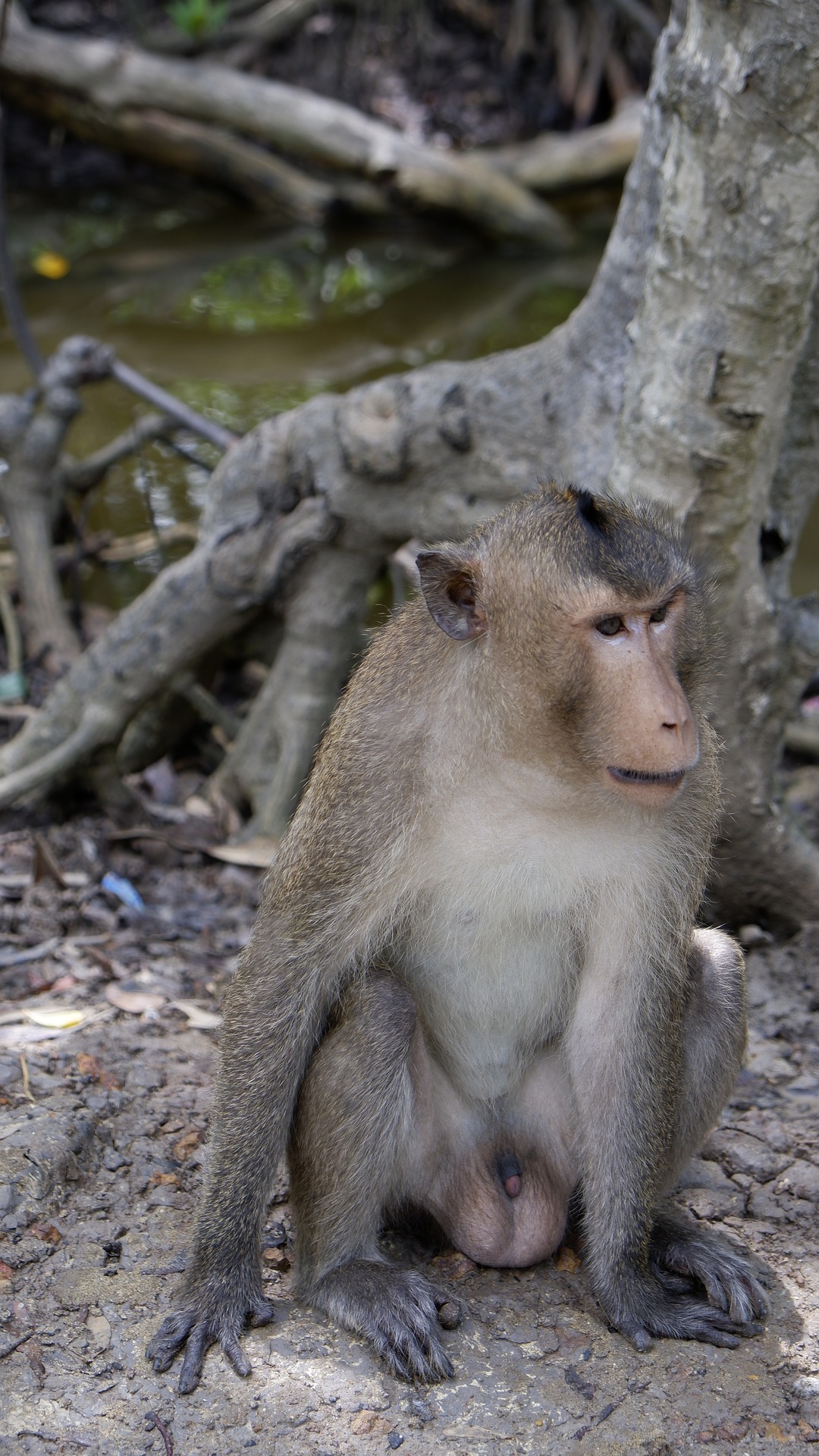 The Curious Long-Tailed Macaque of Southeast Asia