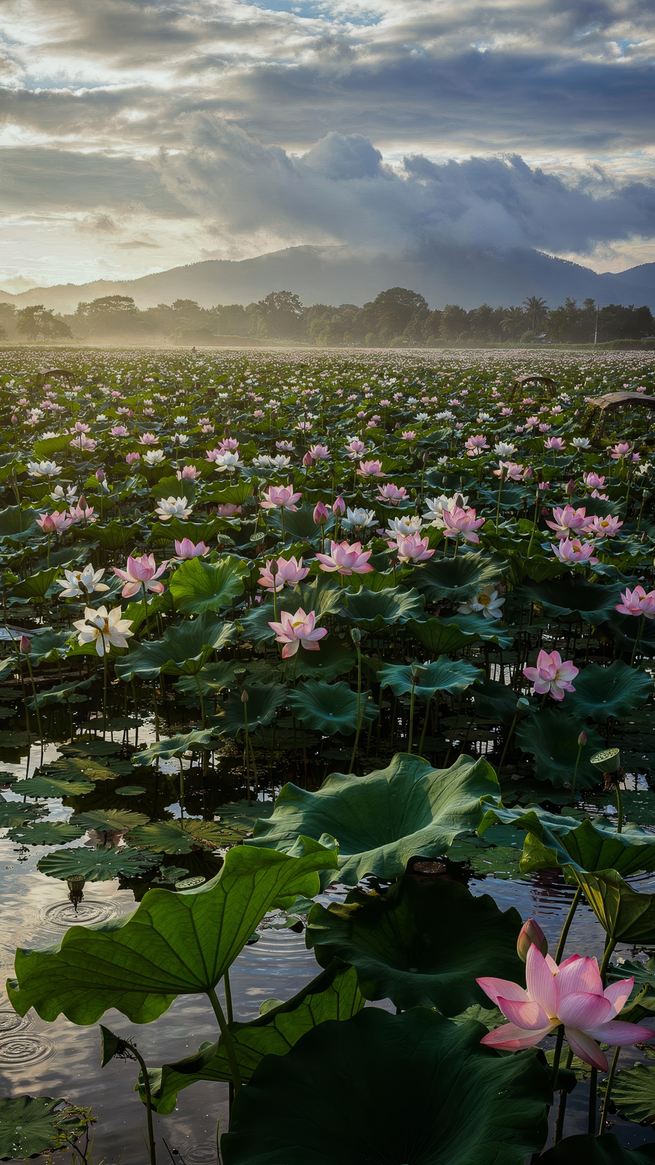 Lotus Dawn