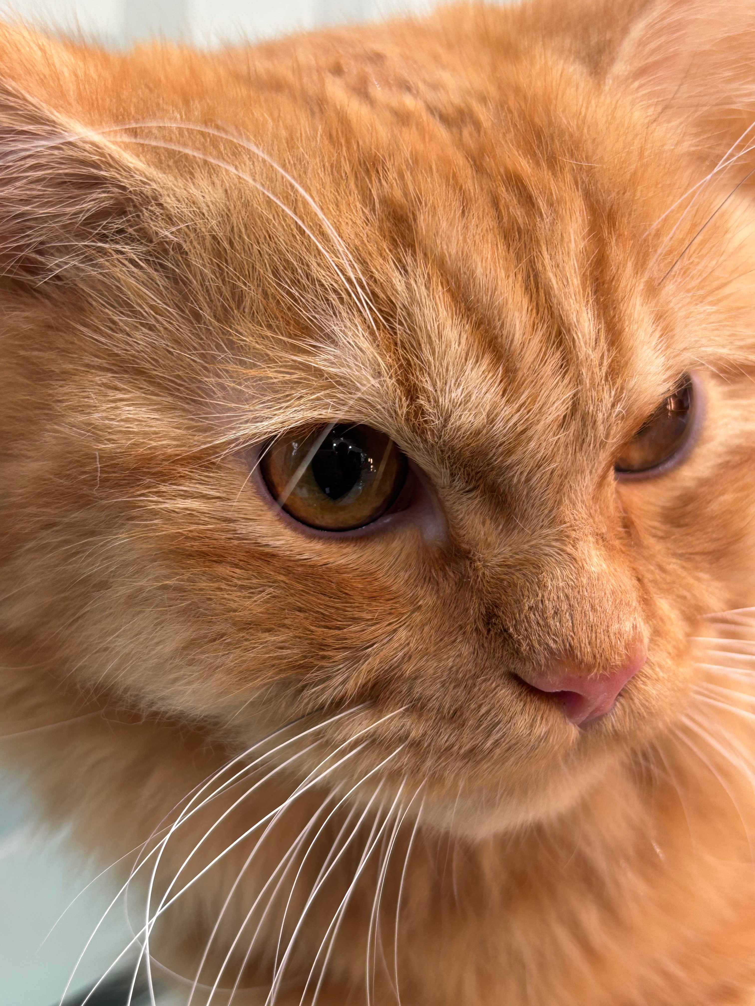 Complete Cat Care Guide