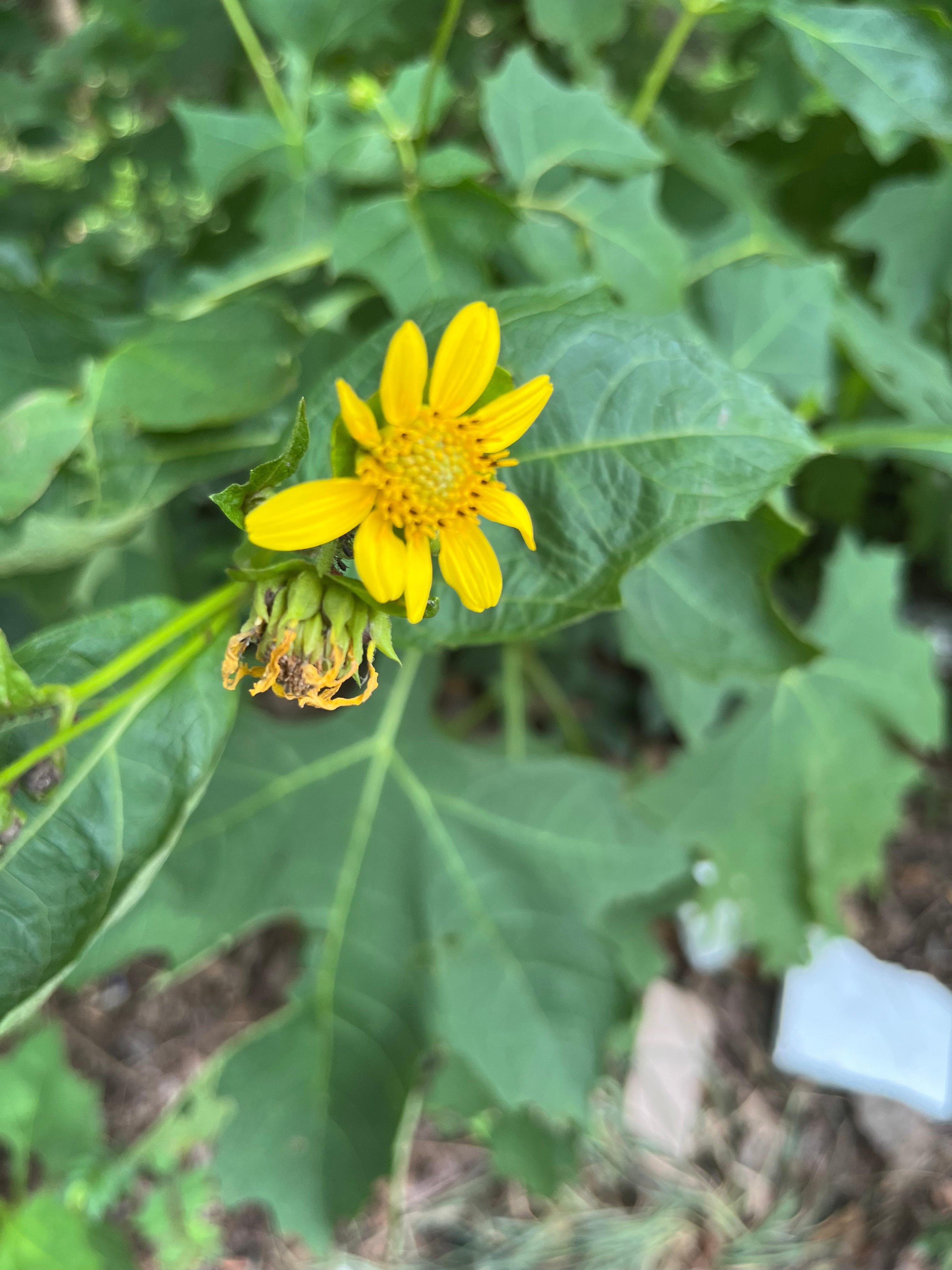 Backyard Forager