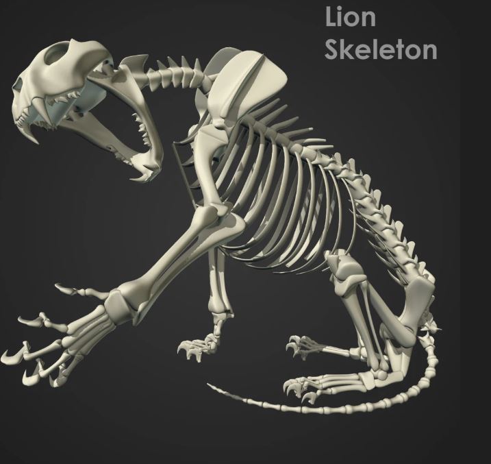 Lion Skeleton RIG Skull Claw Anatomy Paw