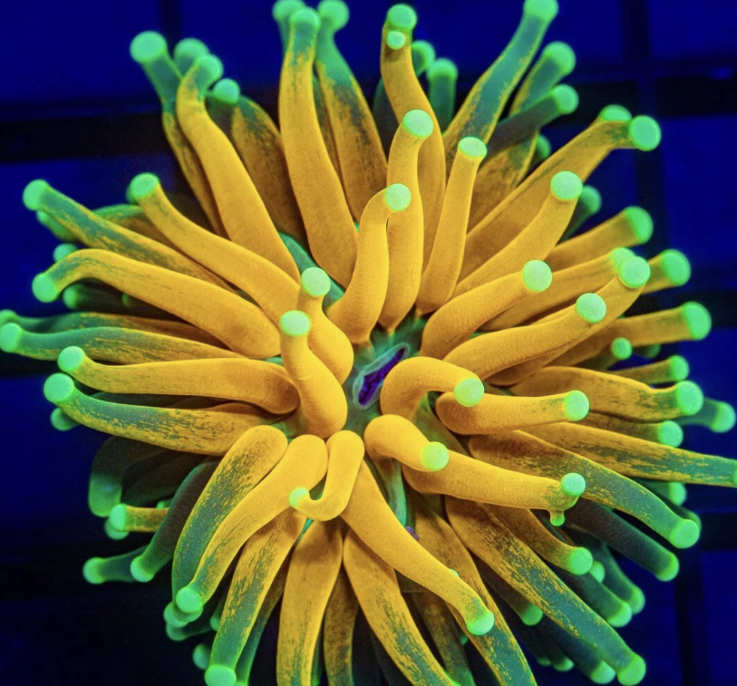Euphyllia Pack