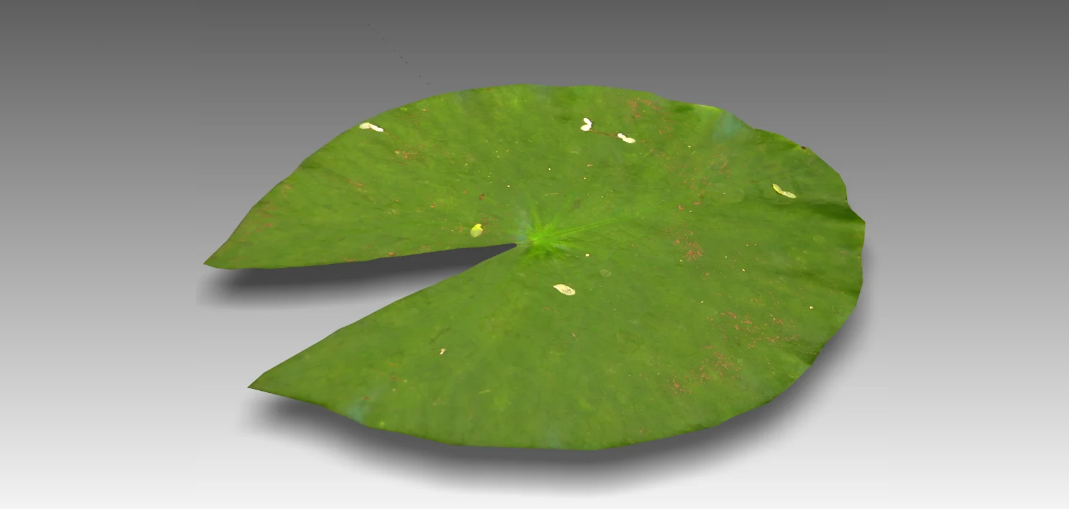 Water Lily Pad