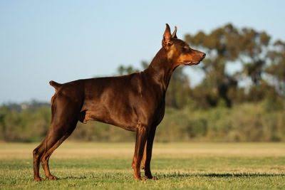 Doberman Guide 