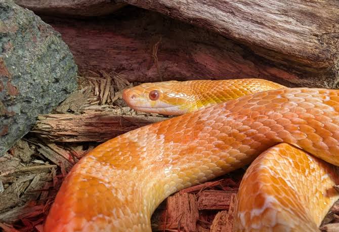 Cornsnake Guide