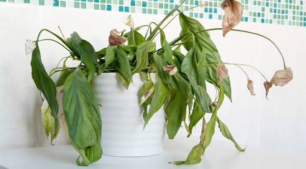 Plant Care Wizard